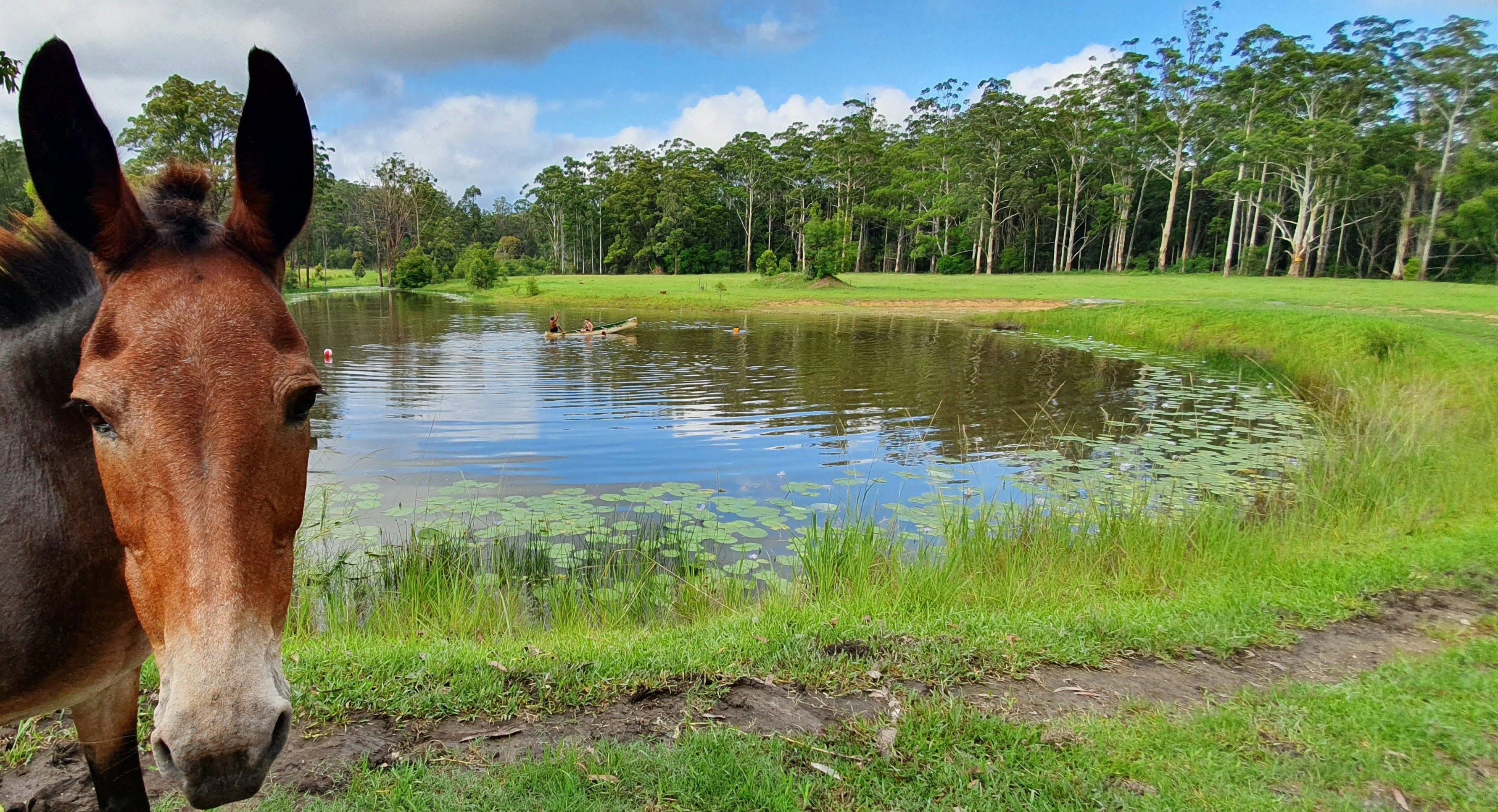 コフスハーバーキャンプ