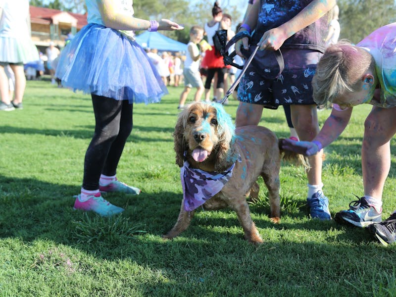 Image for Perth Colour Frenzy