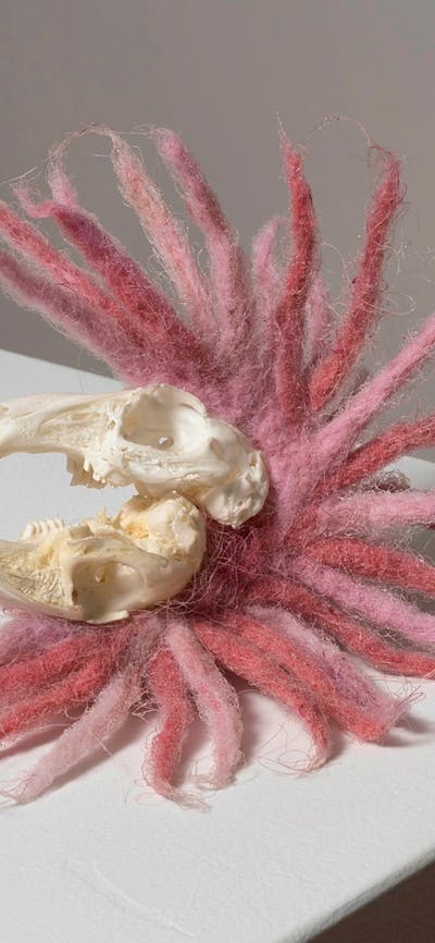 Arabbit skull sits on a bed of numerous radiating felt tentacles, like an exotic head-dress.