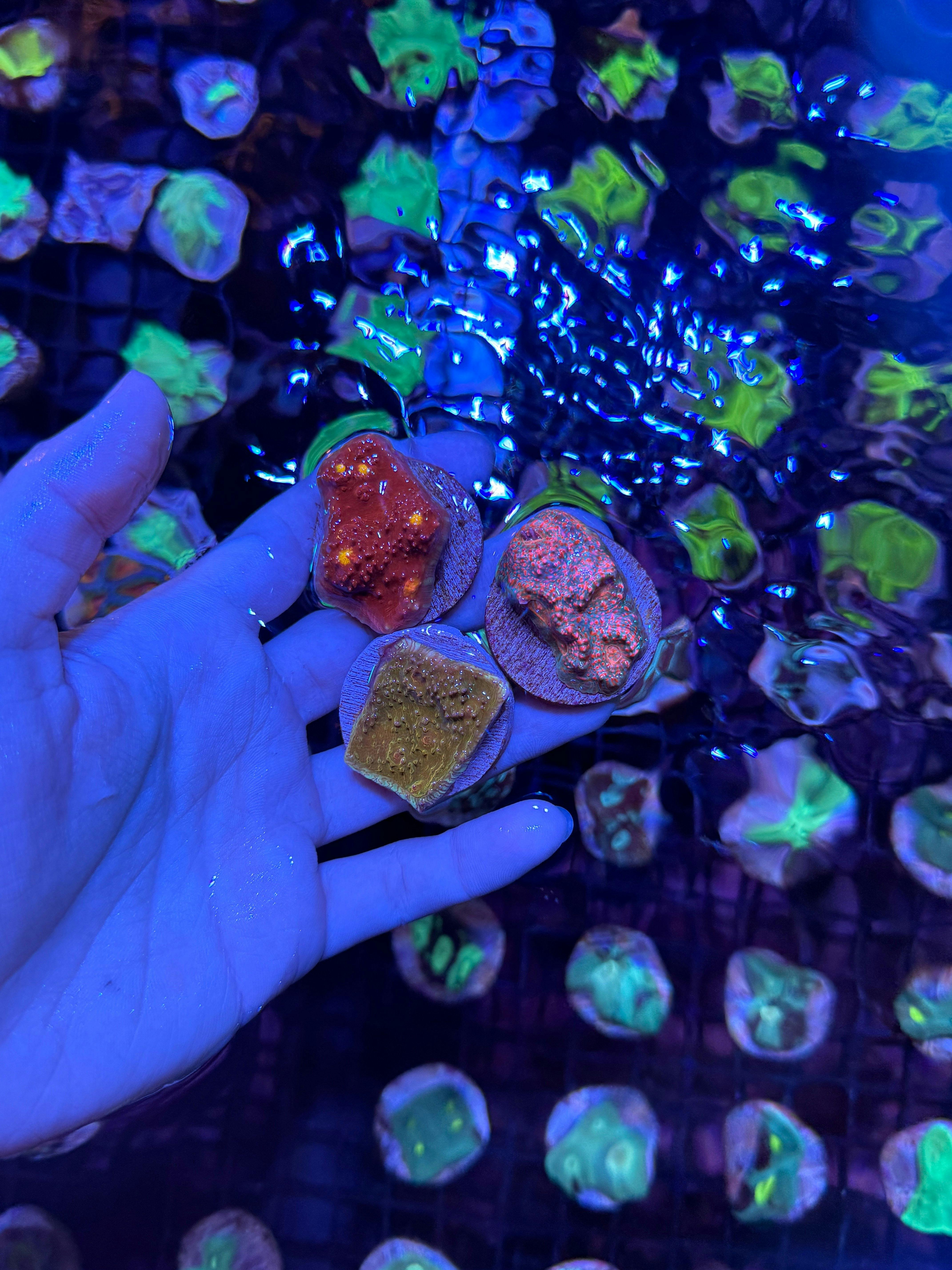 A hand holding a range of coral frags at Monsoon Aquatics Coral Farm in Bundaberg