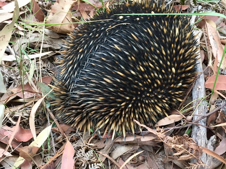 Echidna