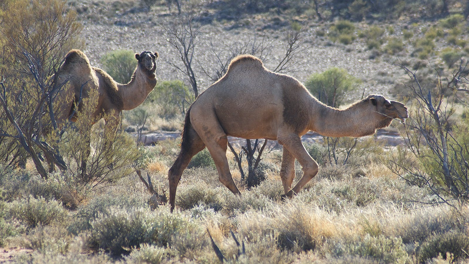Canning Stock Route
