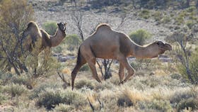 Canning Stock Route