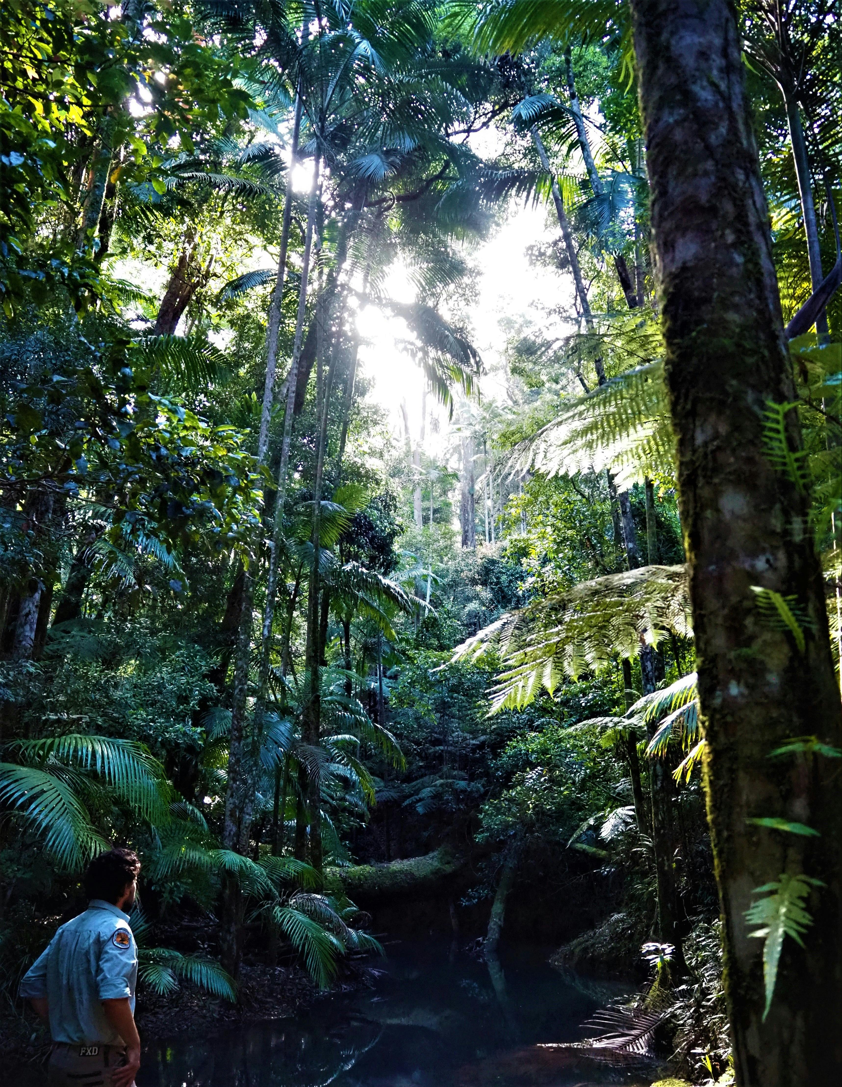 The rainforest