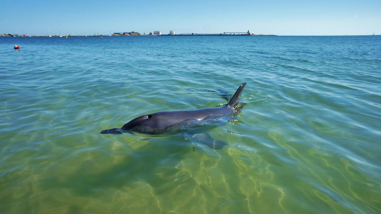 Koombana Bay