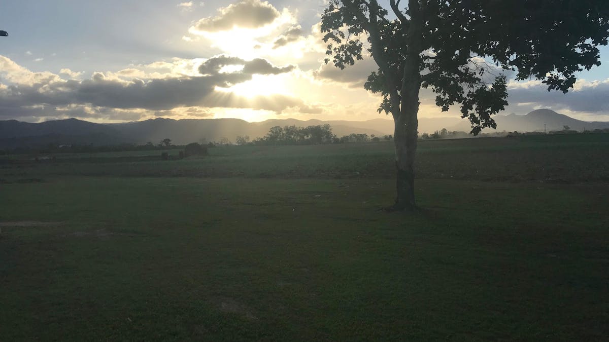 Looking over cane fields