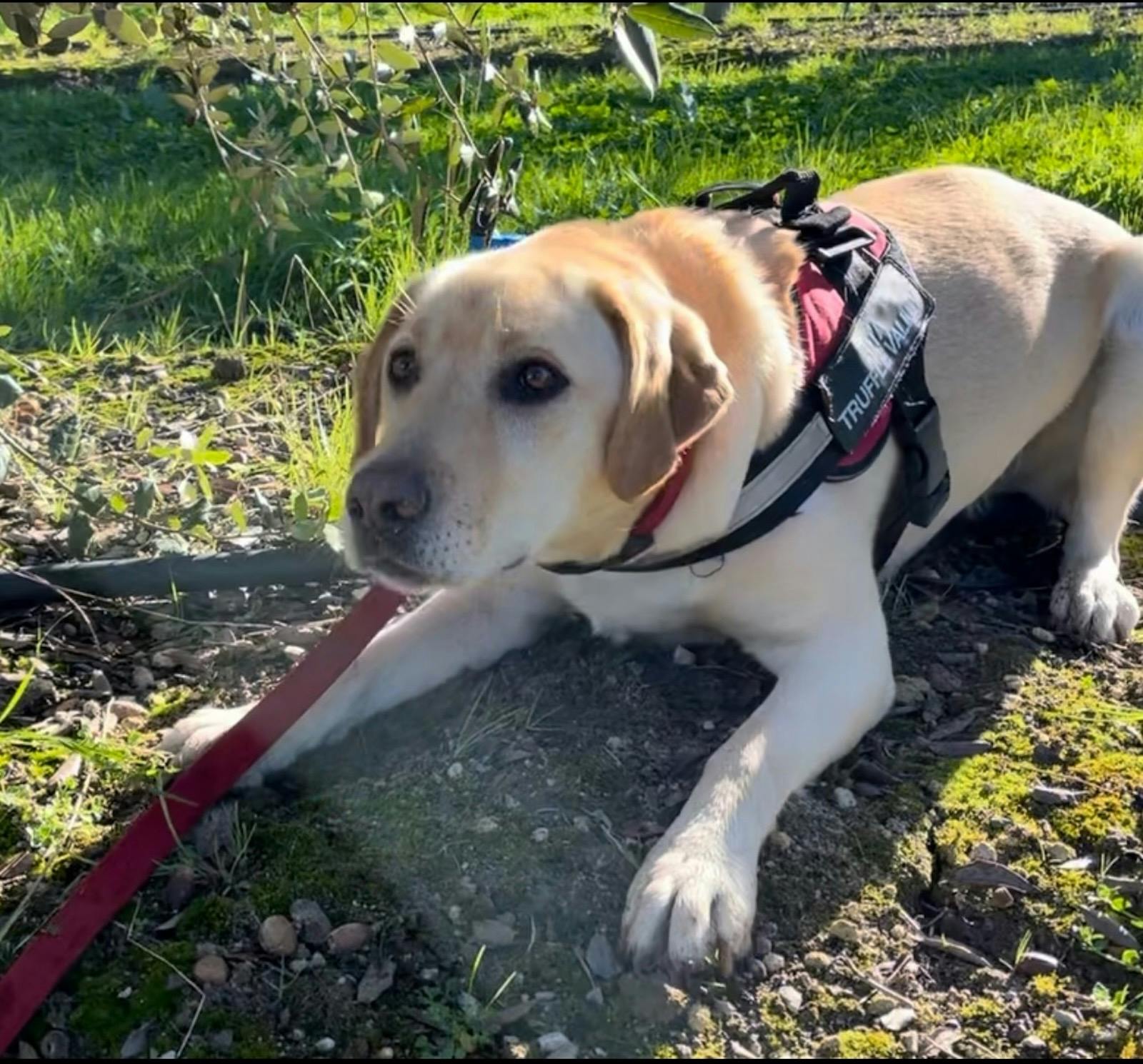 Rita indicating where a truffle can be found