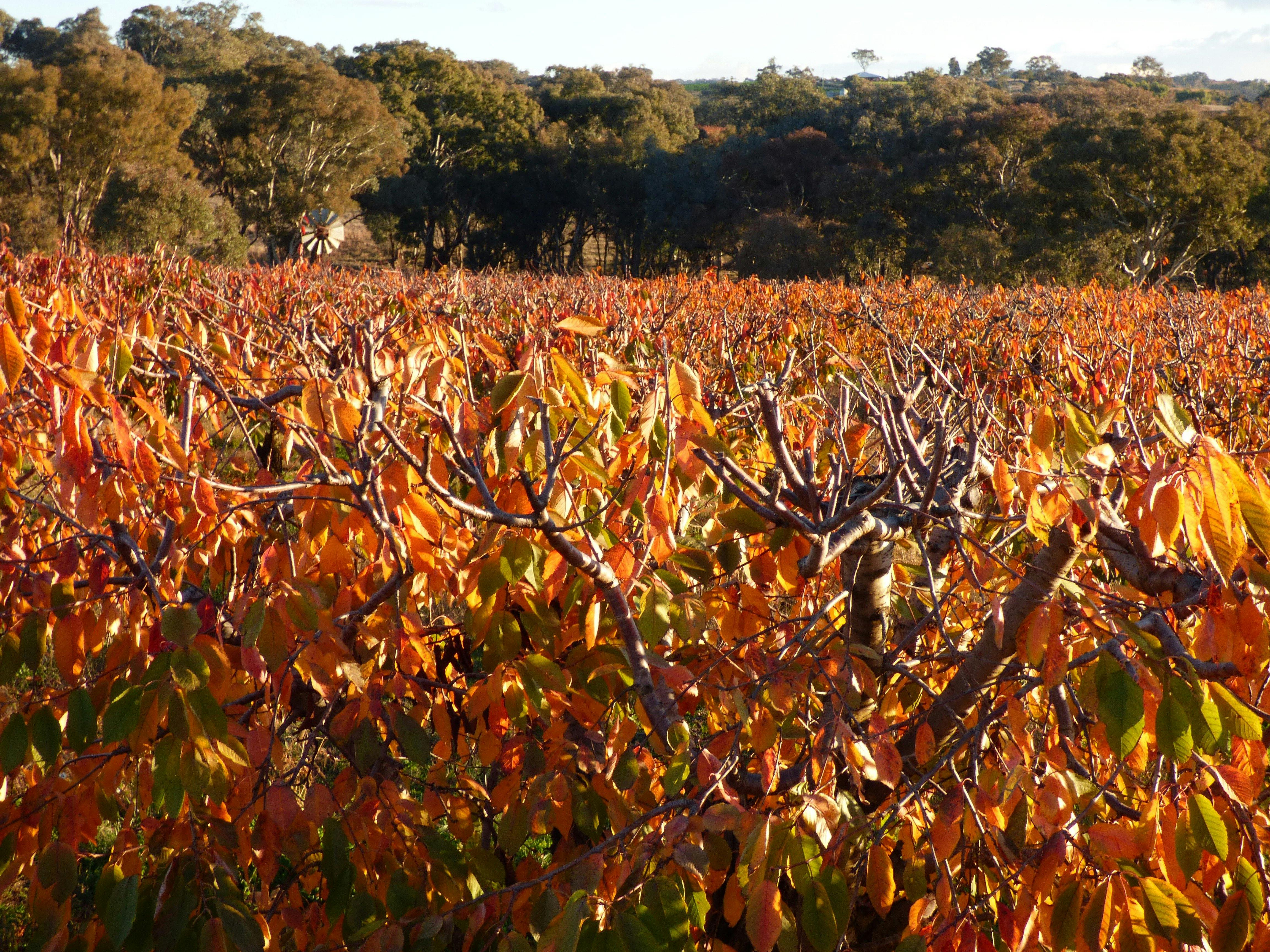 Ballinaclash Wine and Fruit Visit Hilltops Region