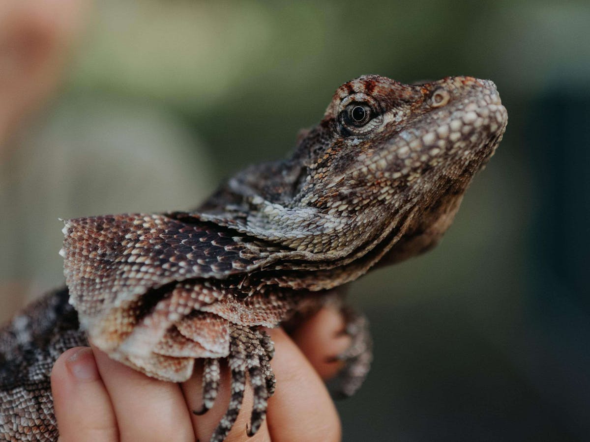 Reptiles Reptiles