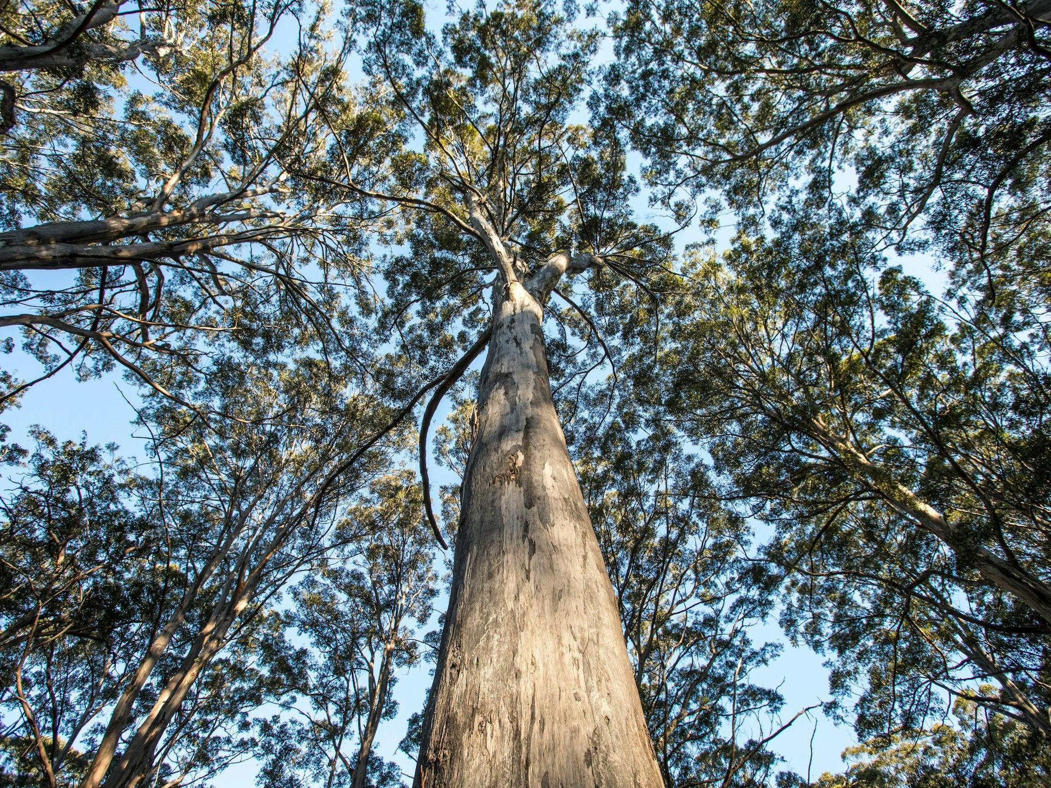 Boranup Karri Forest, Margaret River, Western Australia