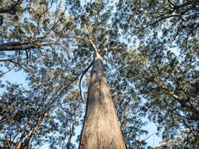 Boranup Karri Forest, Margaret River, Western Australia