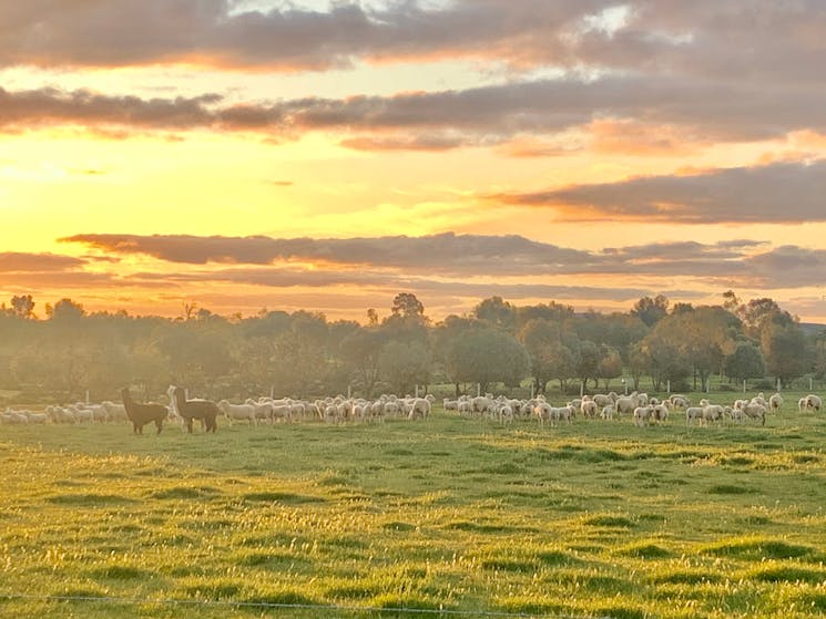Paddock of sheep by sunset