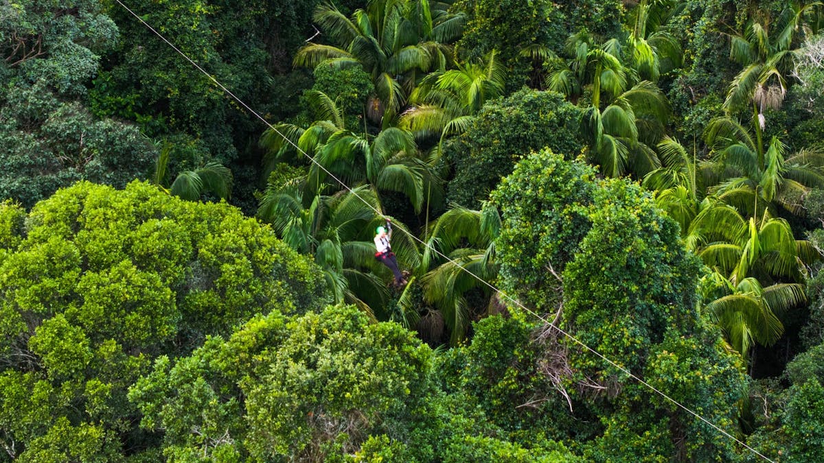 Soar high above lush rainforest at speeds up to 70kmh