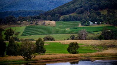 Vineyard - Tumbarumba
