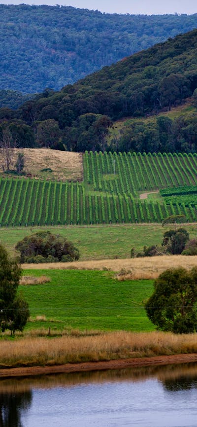 Vineyard - Tumbarumba