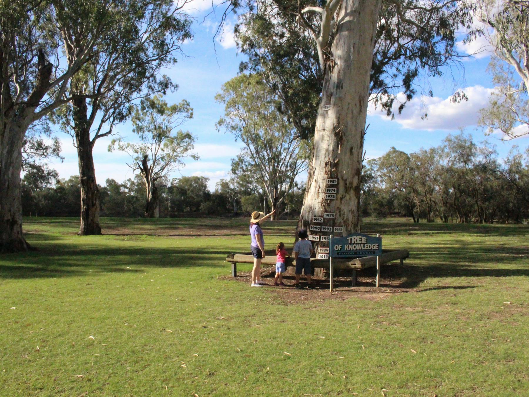 Loxton's Tree of Knowledge