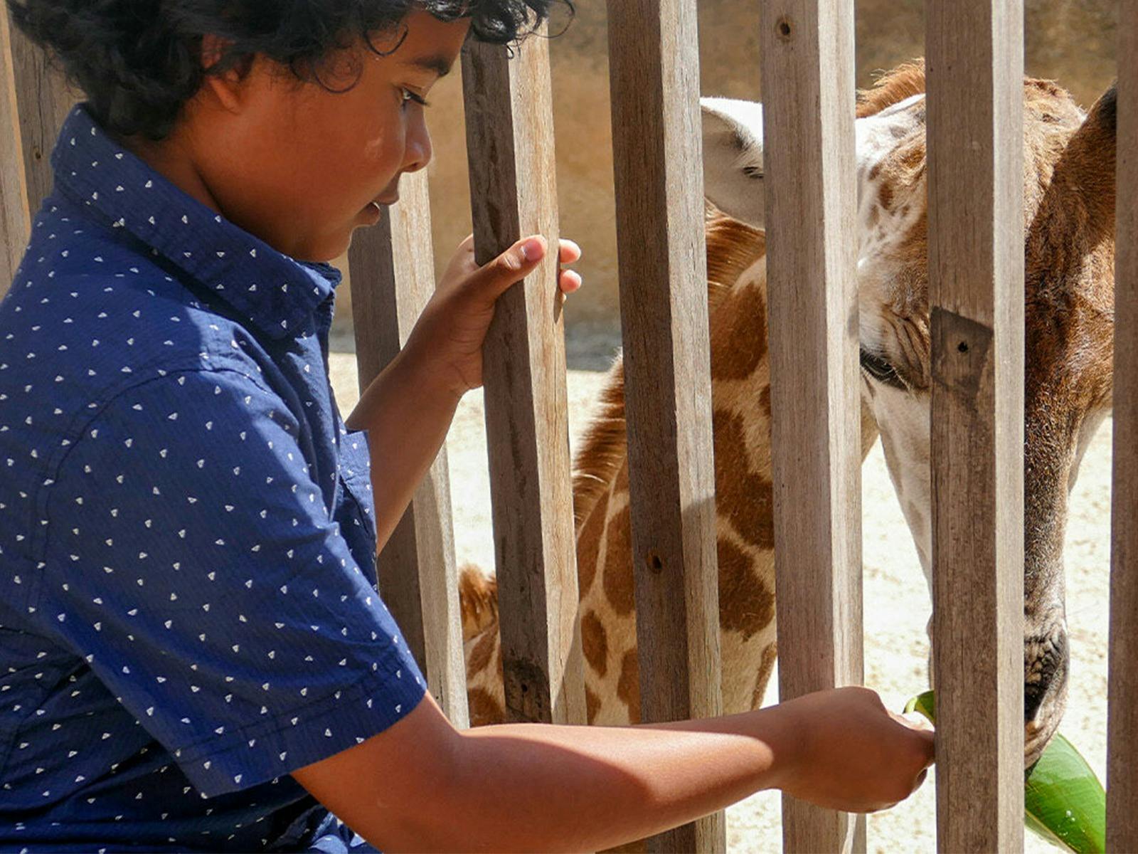 Giraffe Face-to-Face