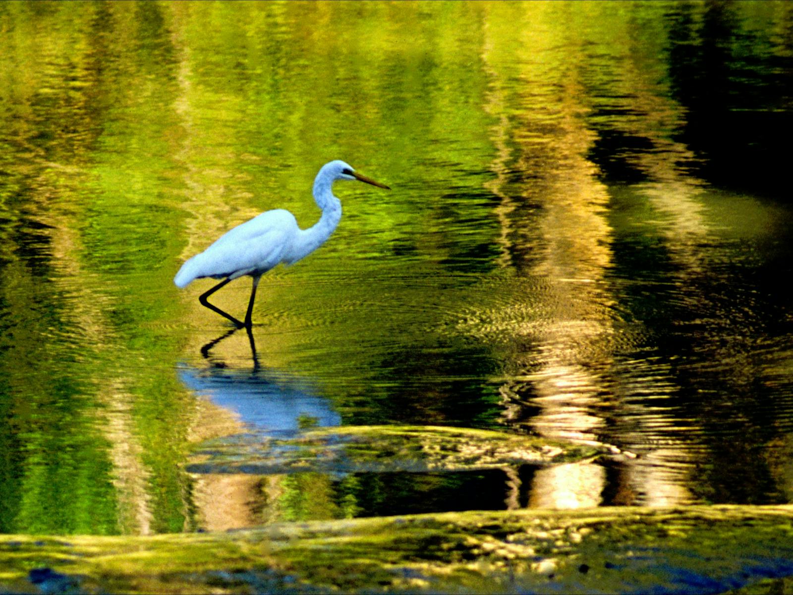 Guluyambi Egret East Alligator River