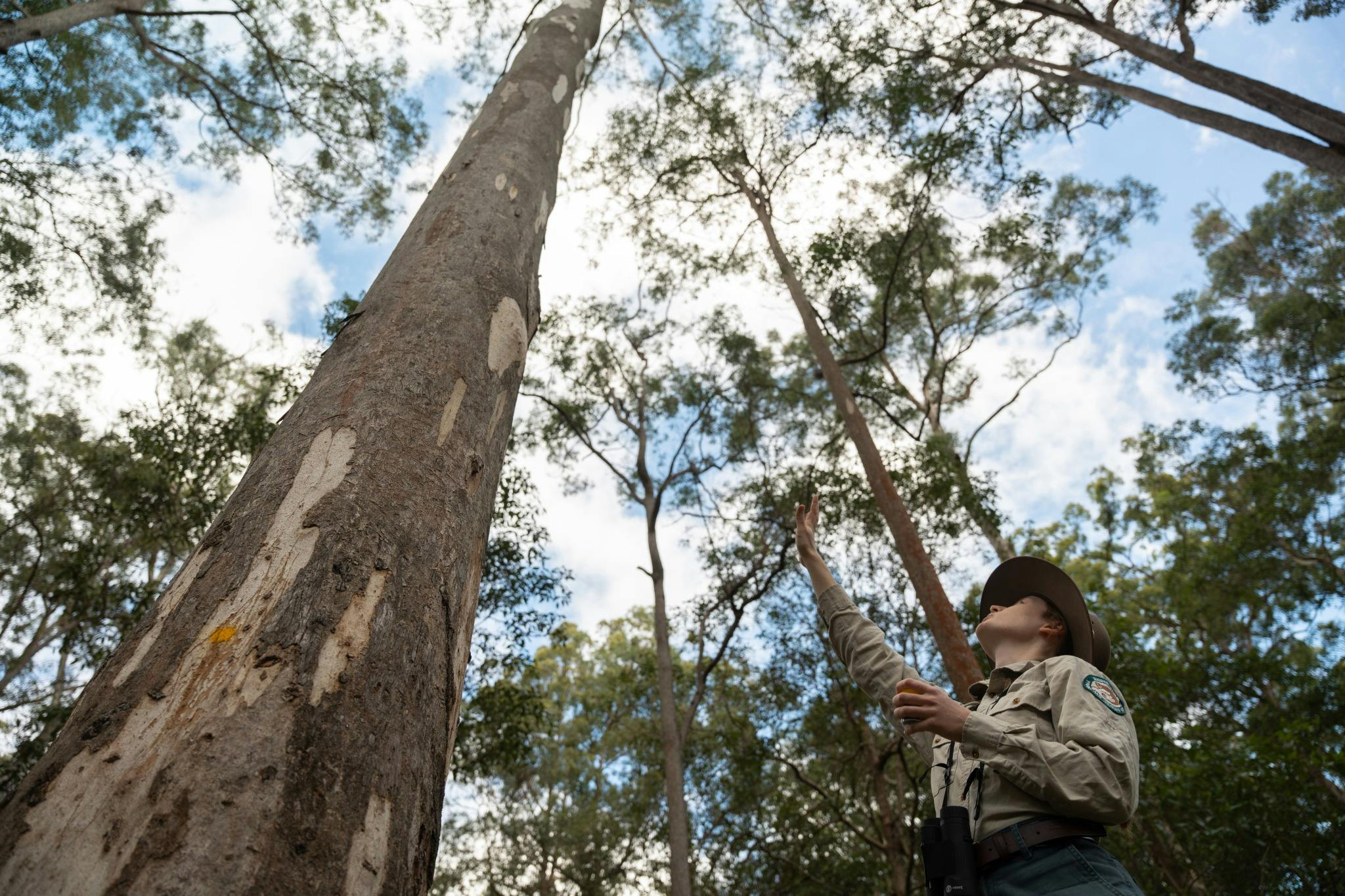 Ranger Koala spotting