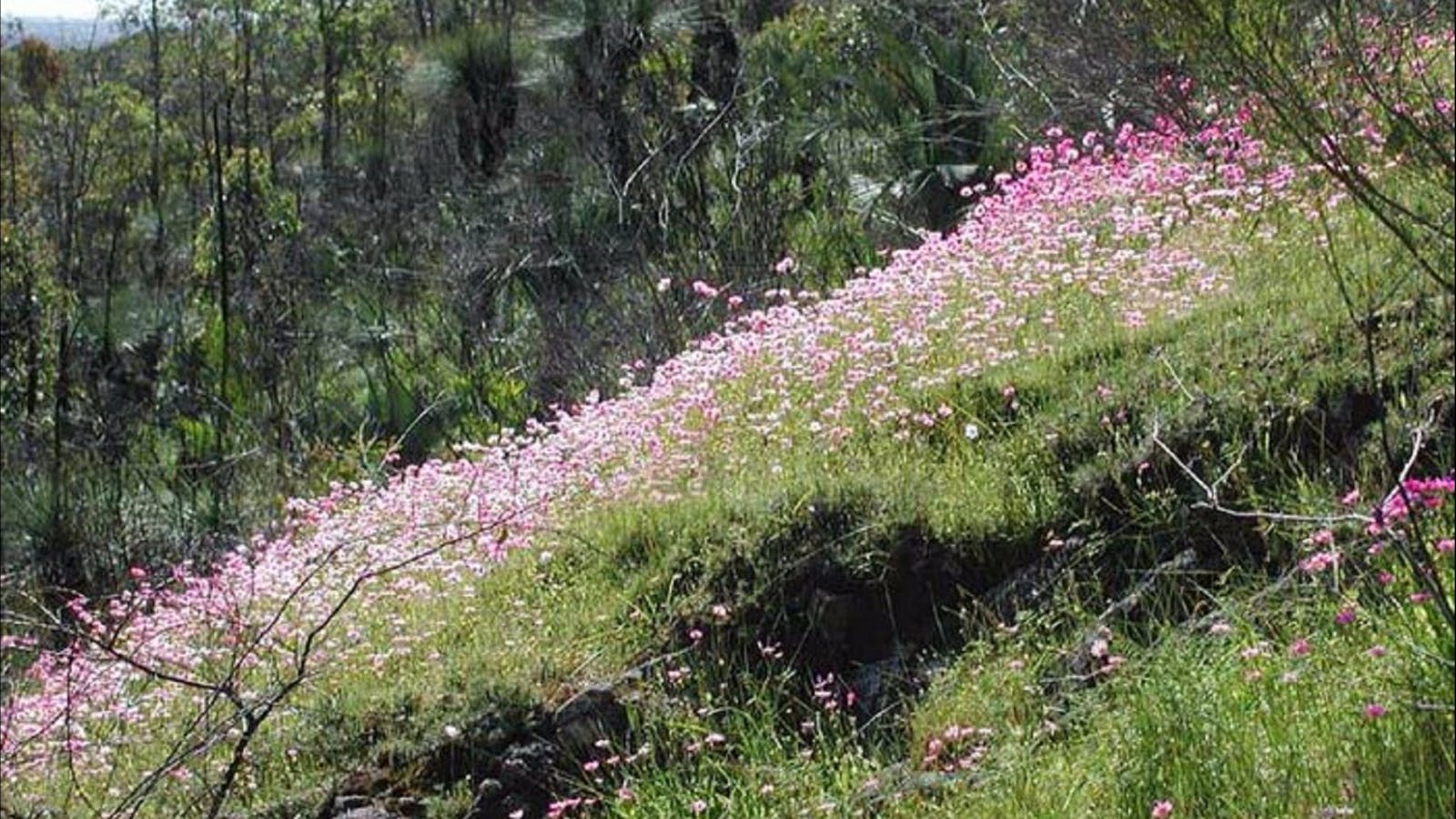 Ellis Brook Valley Reserve