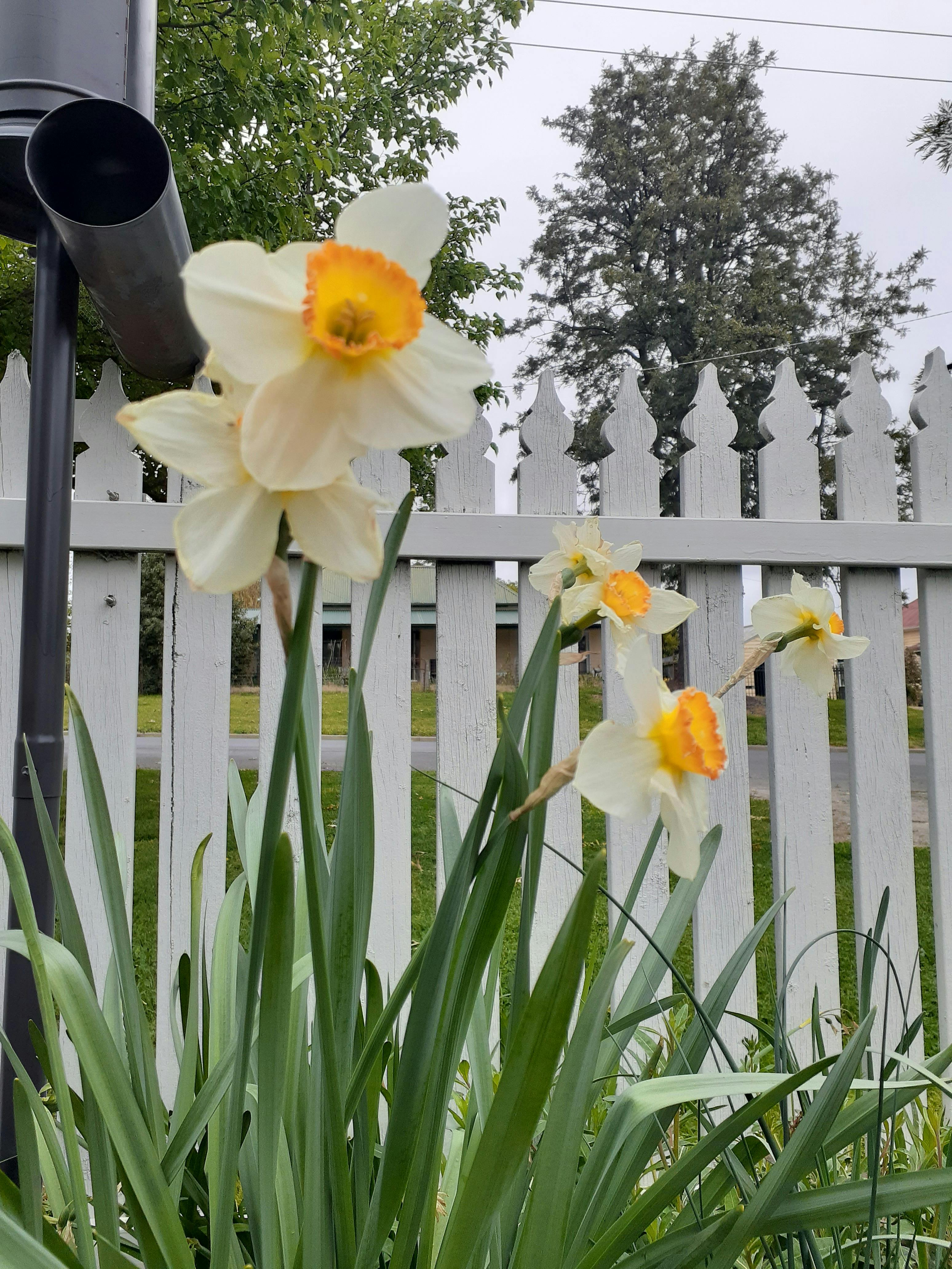 Daffodils flowering behind the front fence