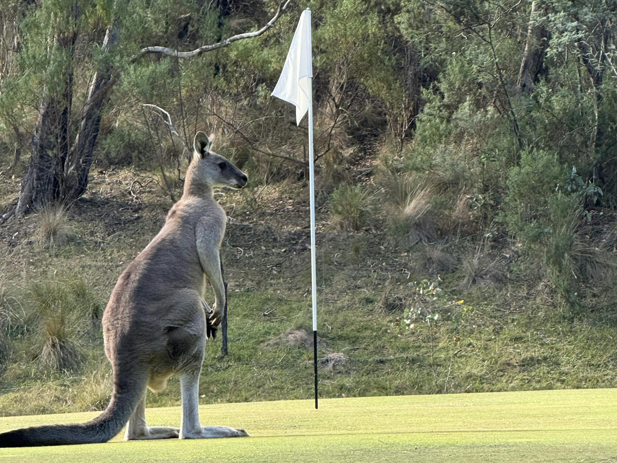 8th Green