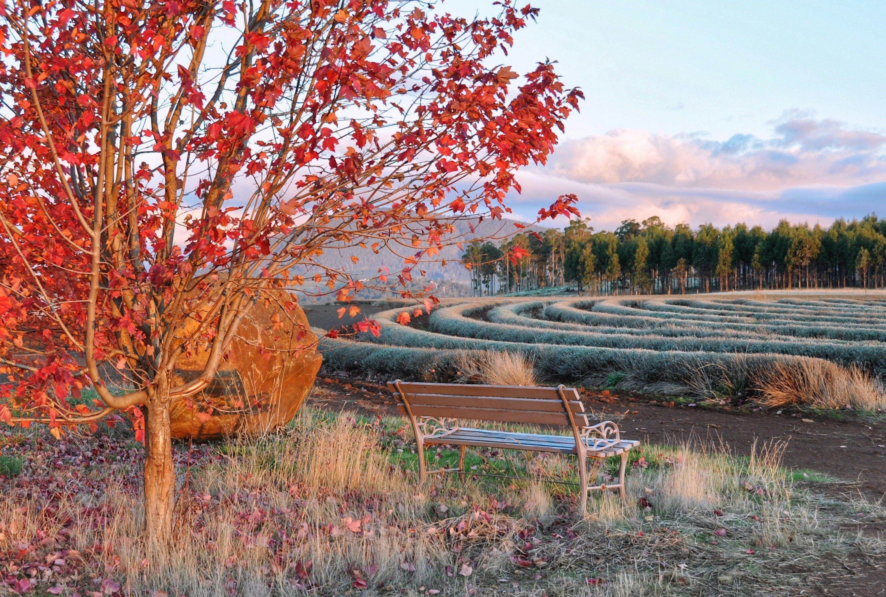 Maple tree with autum colours at Bridestowe Estate