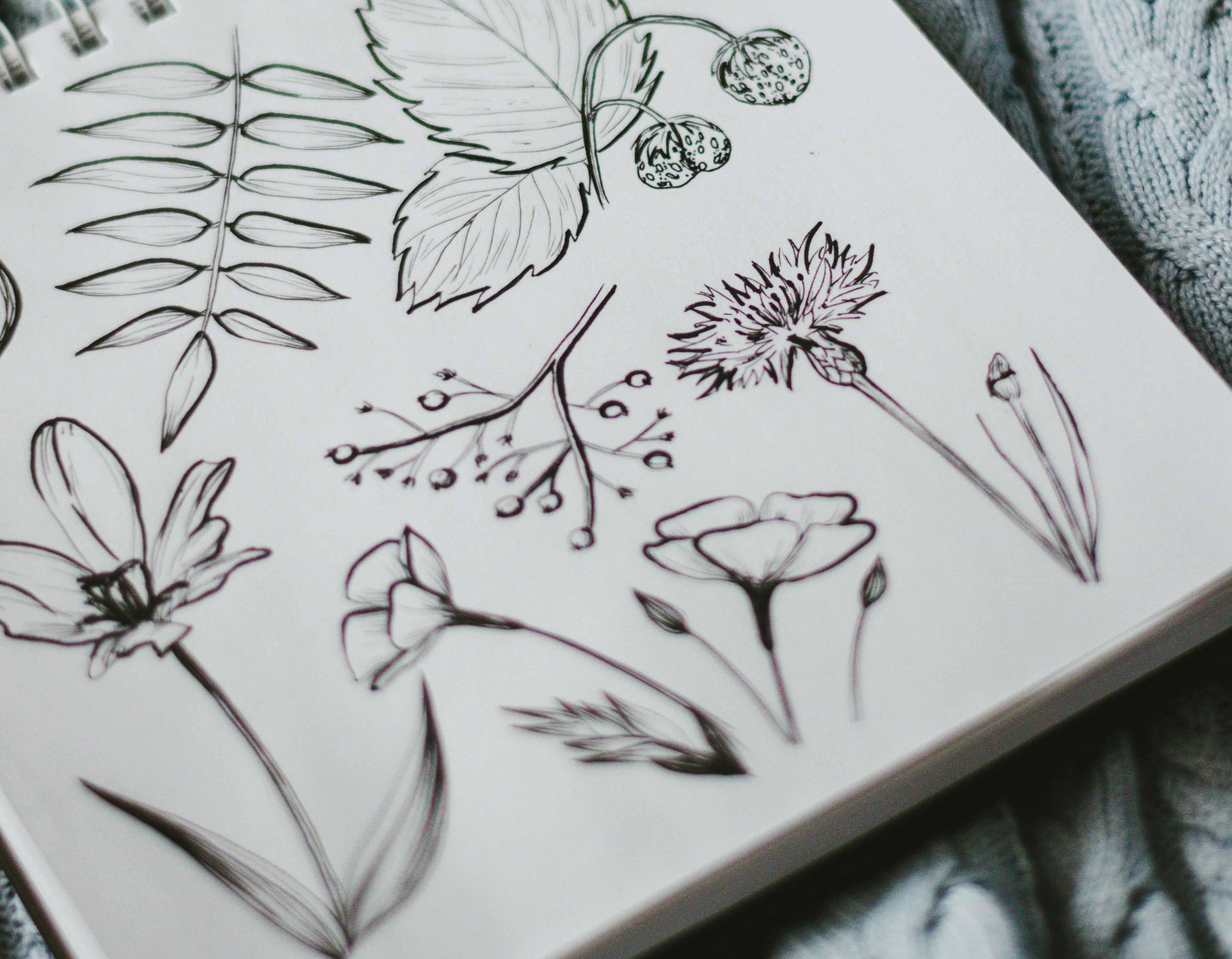 Black and white pen sketches of plants on paper