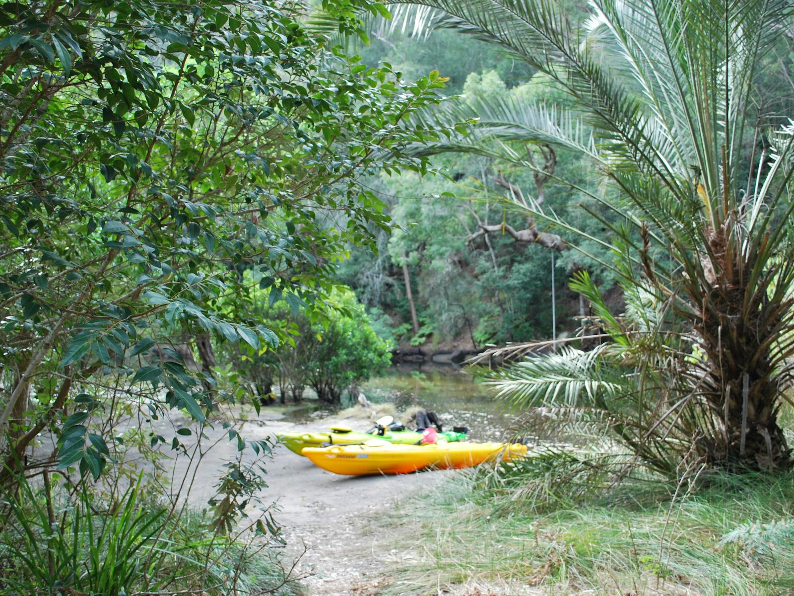 サザンクロスカヤッキング-ガイド付きツアー、ベロウラからカラバッシュベイ