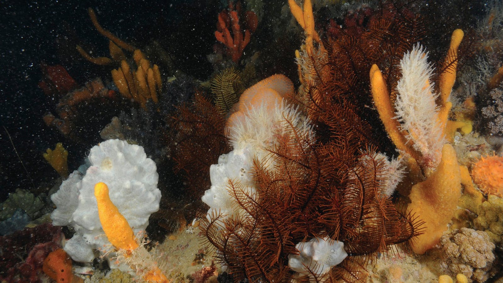 Point Hicks Marine National Park