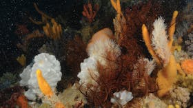 Point Hicks Marine National Park