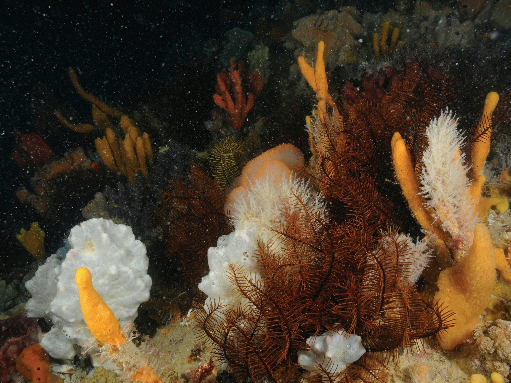 Point Hicks Marine National Park