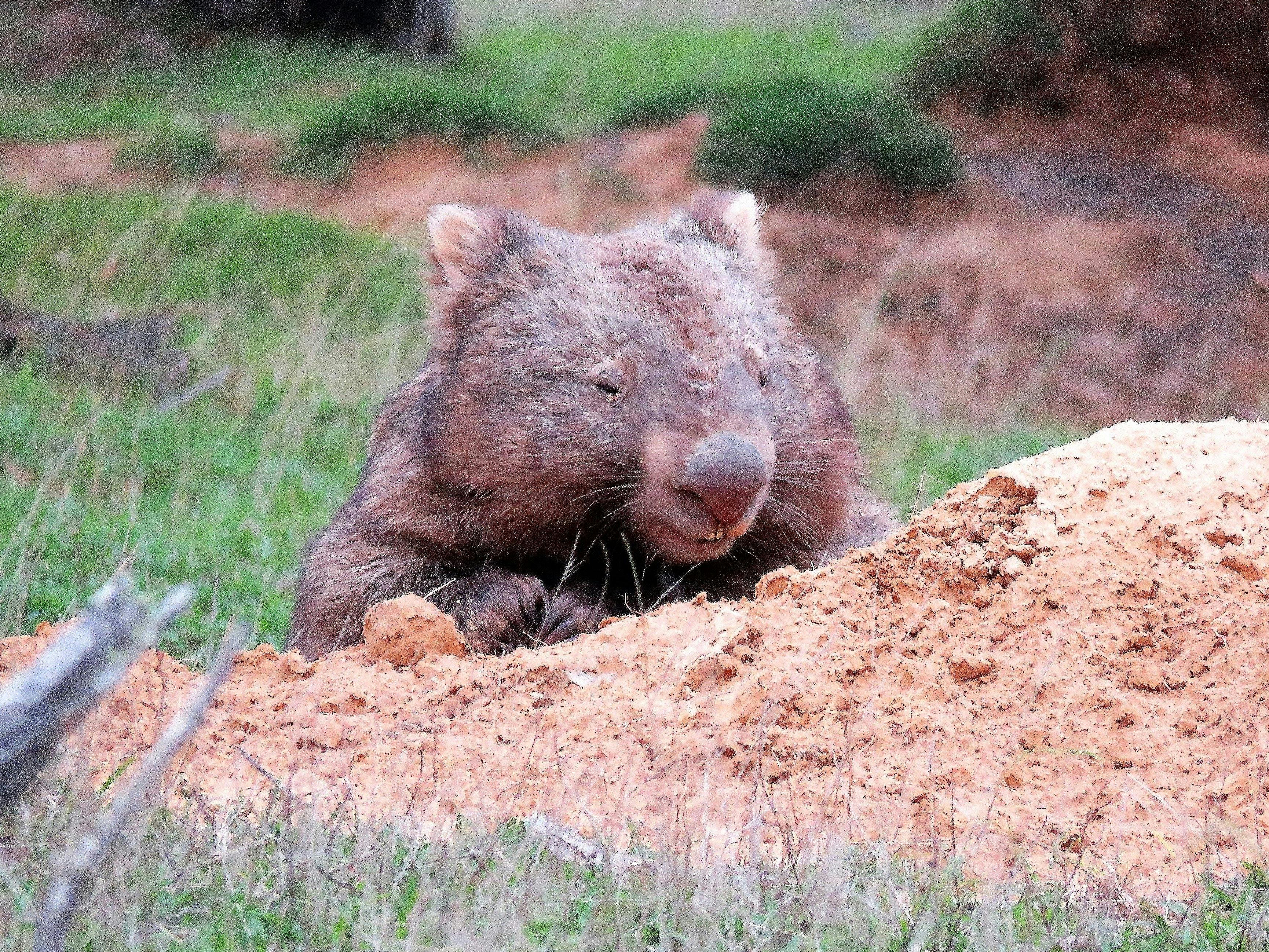 Wombat poking his head out of a sandy burrow in a green grassy paddock.