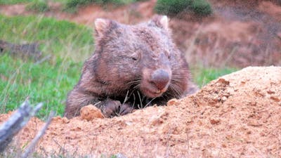 Wombat poking his head out of a sandy burrow in a green grassy paddock.