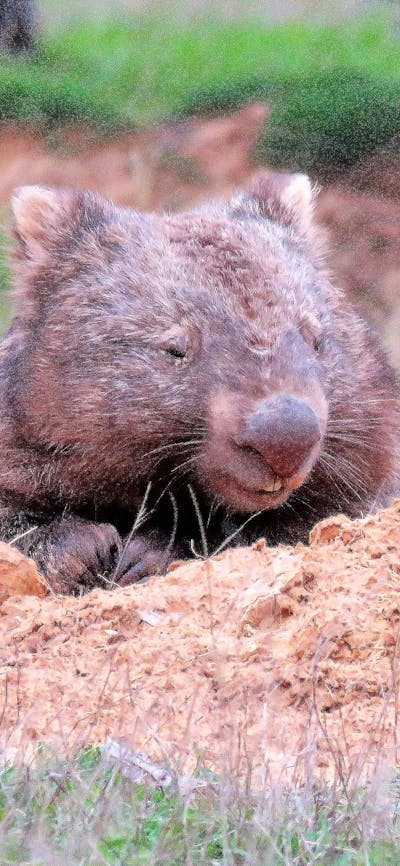 Wombat poking his head out of a sandy burrow in a green grassy paddock.
