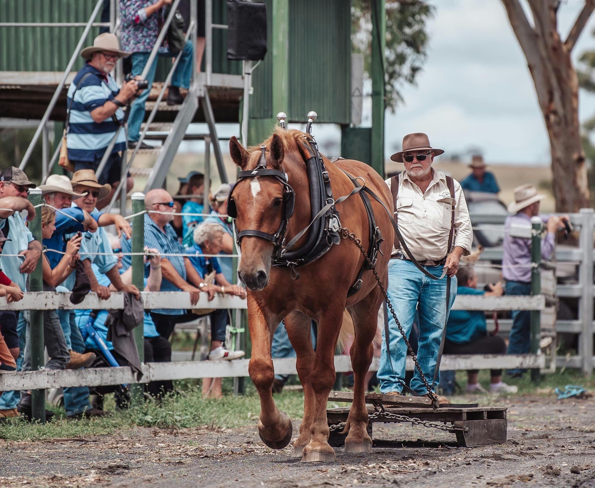 Darling Downs Heavy Horse Festival 2025