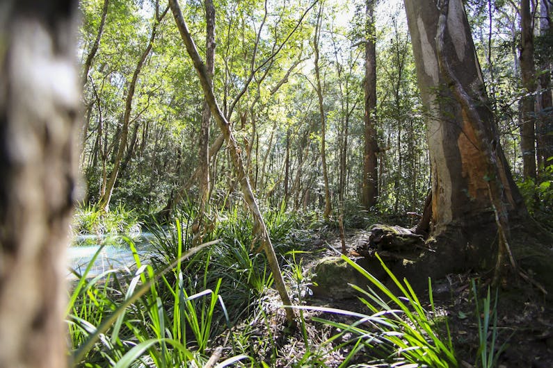 Image of the event 'Bottlebutt Bash Trail Run'
