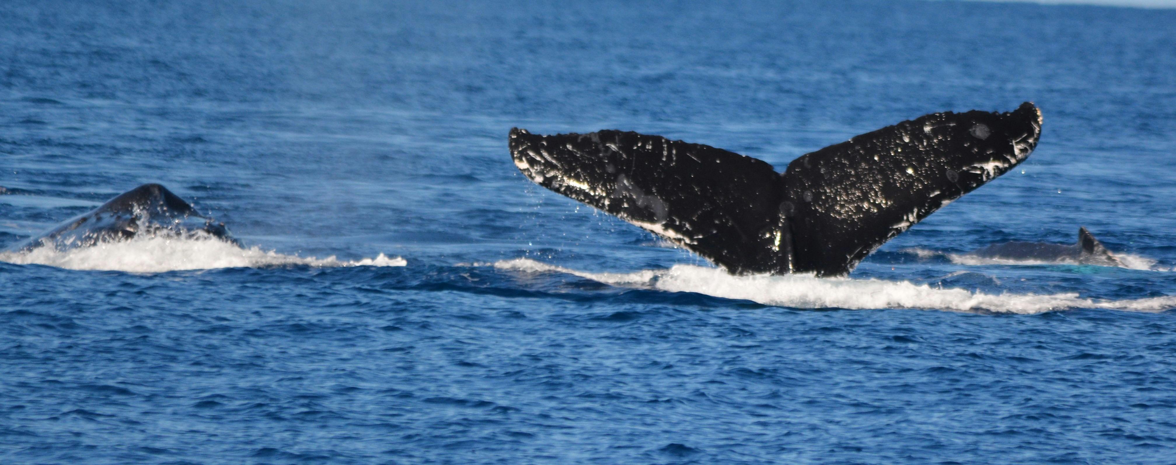 Humpback whales