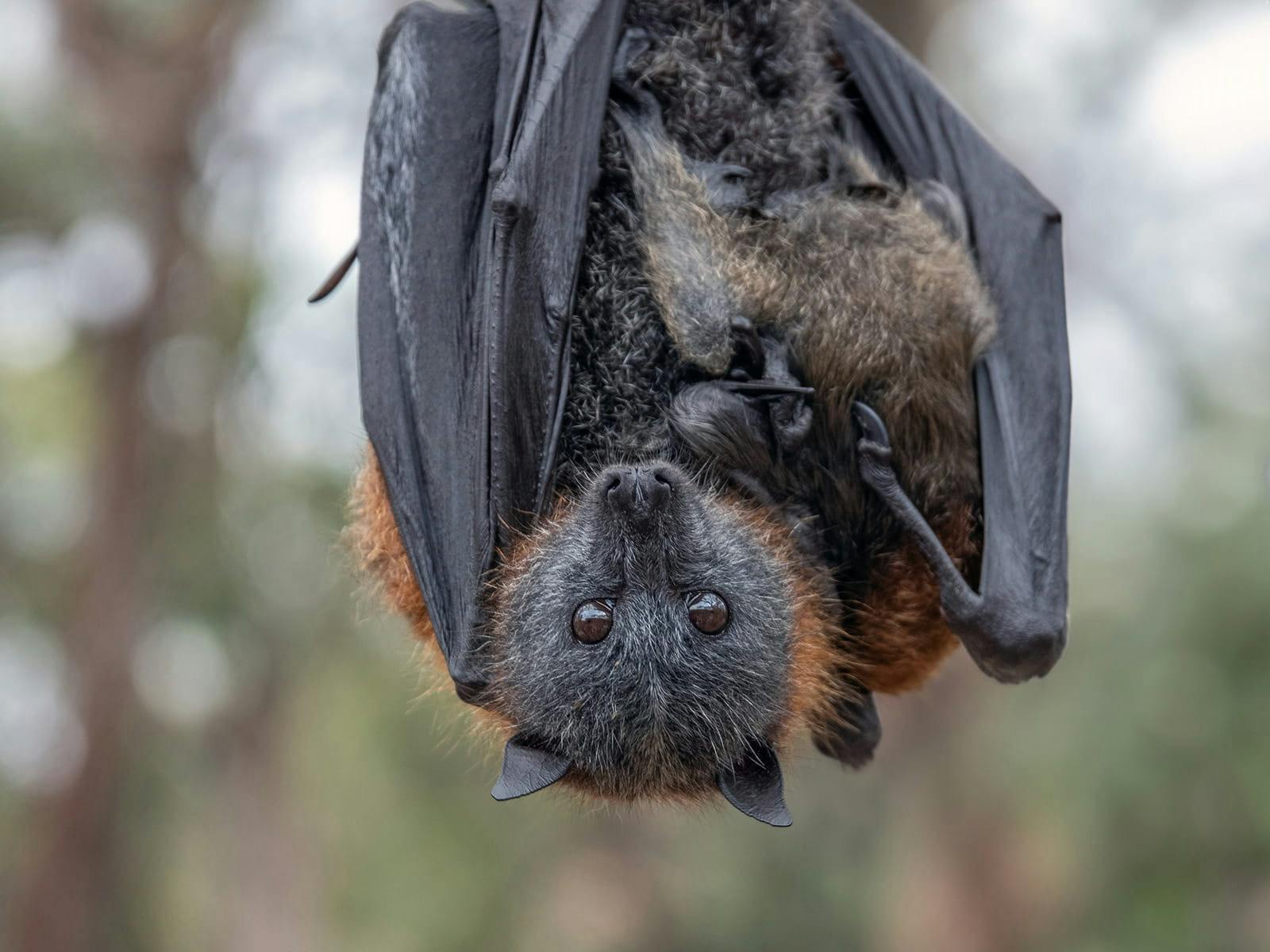 Close-up of a fruit bat hanging upside down from a tree branch in the Australian bush.