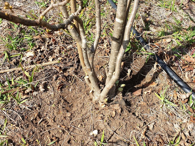 The pruning has removed the suckers & left an open vase shape to let air & light in & onto the soil.