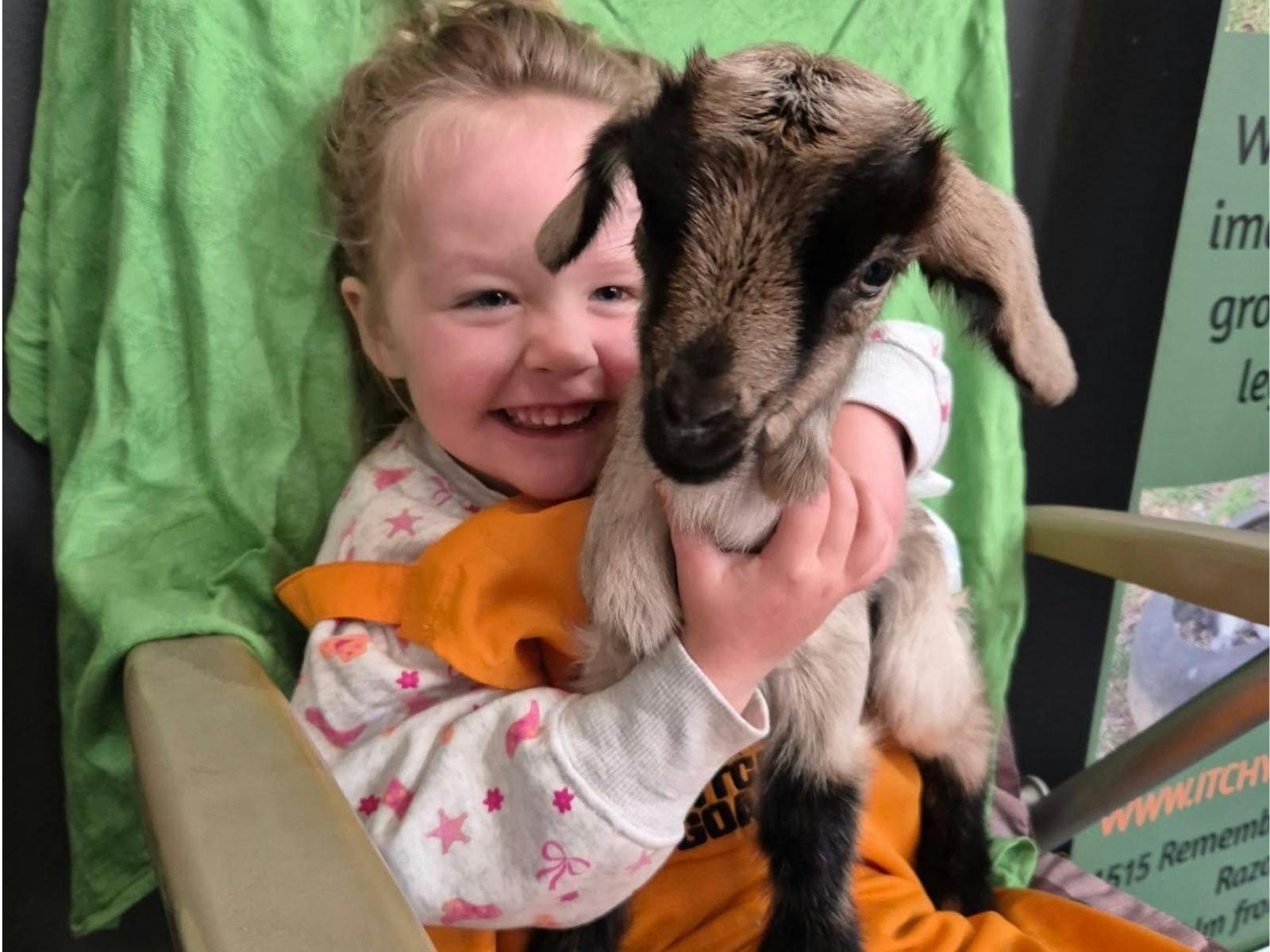 Cuddles with a miniature goat