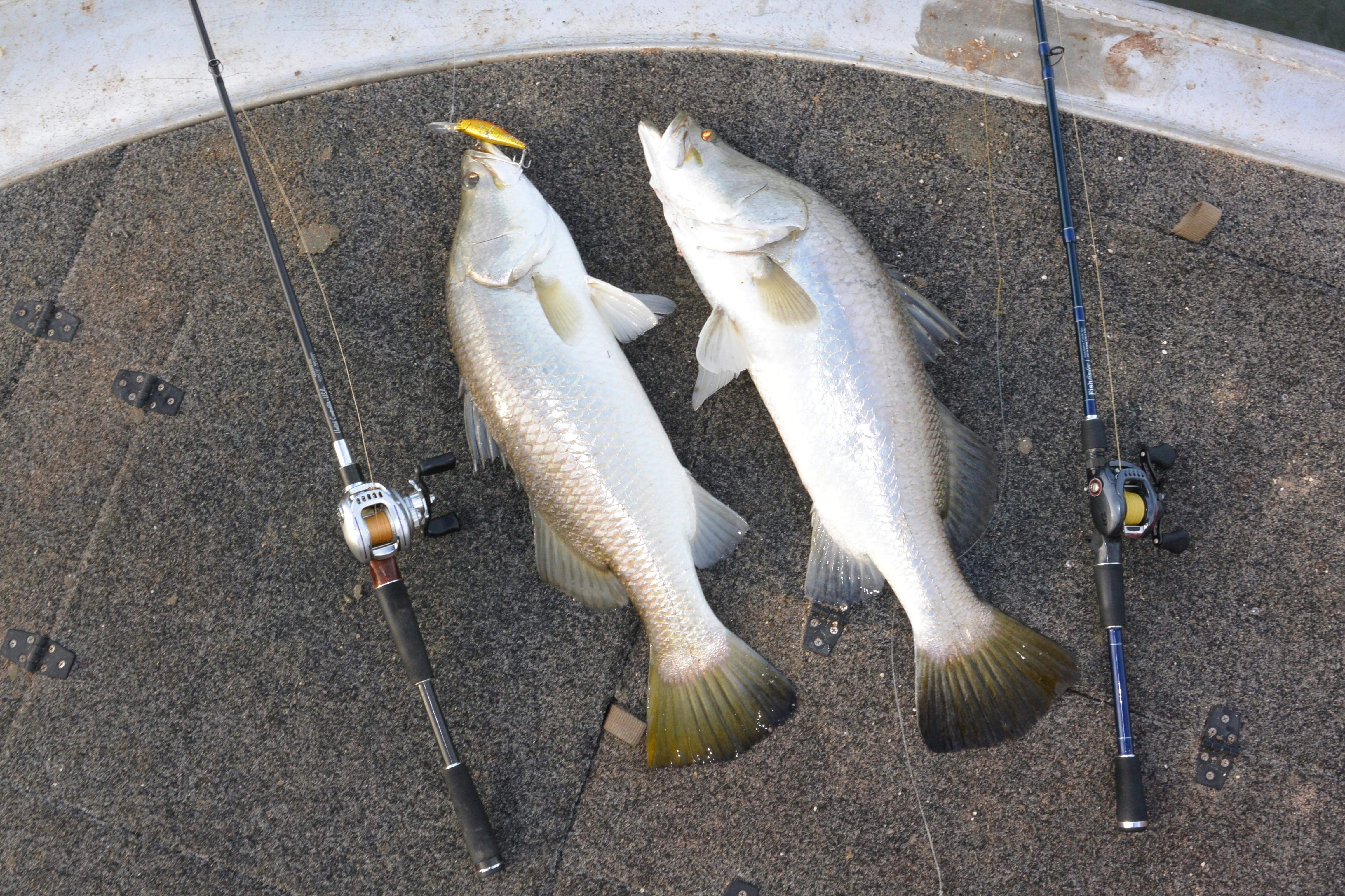 barramundi