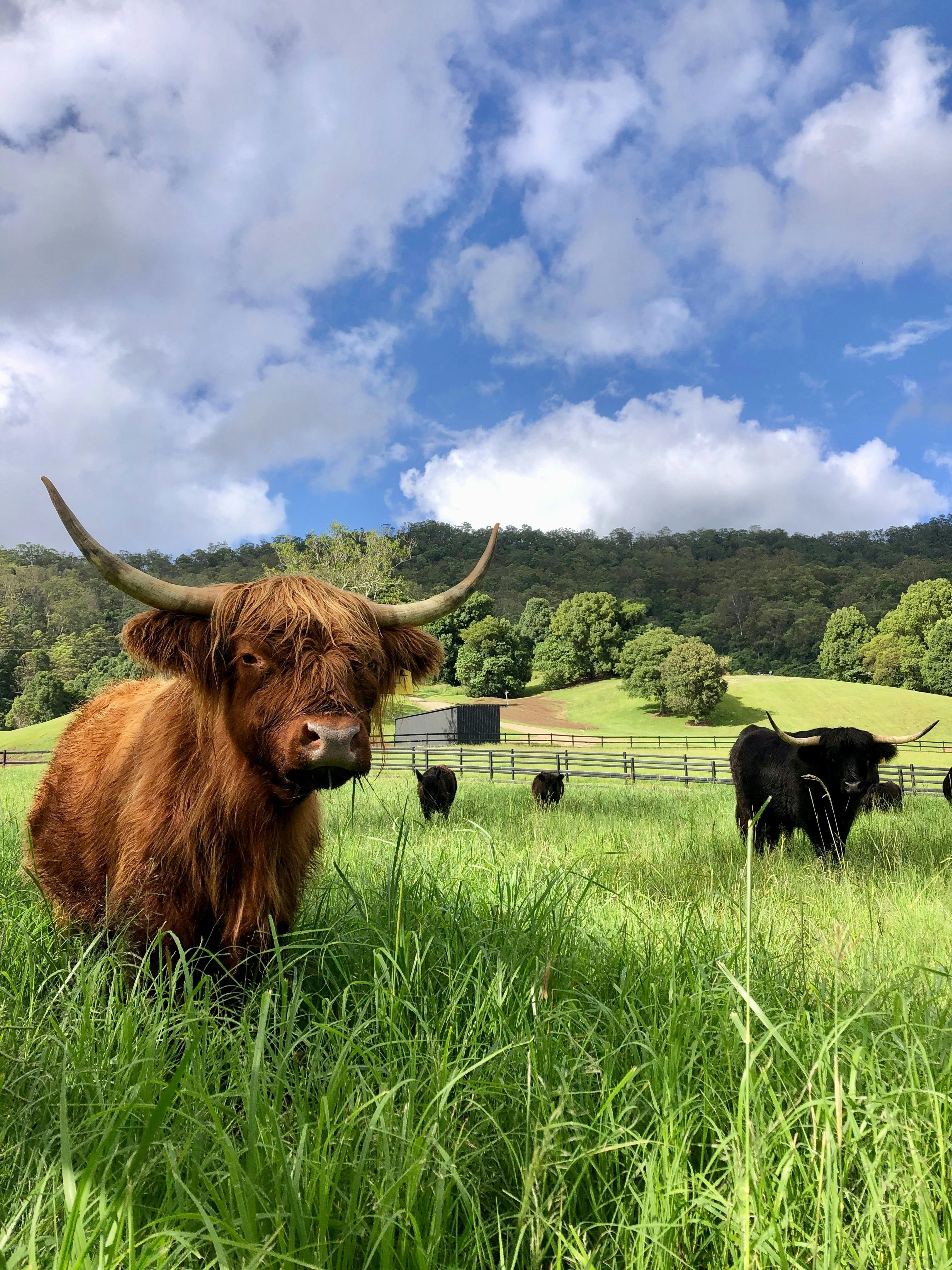 긴 푸른 풀밭에 서 있는 큰 뿔이 달린 붉은 소