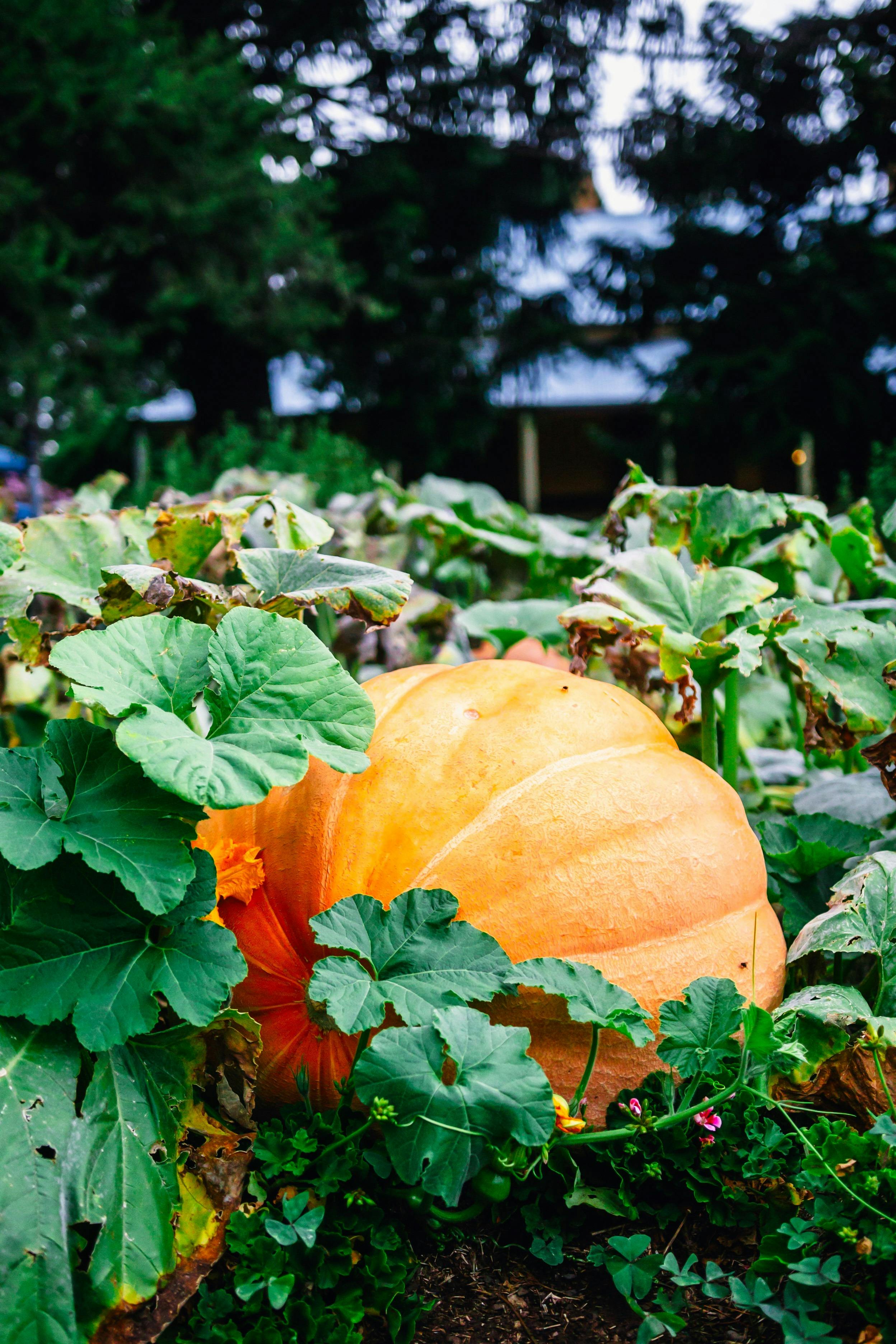 Large pumpkin in Lanyon Homestead gardens