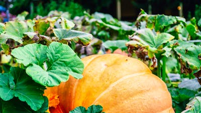 Large pumpkin in Lanyon Homestead gardens