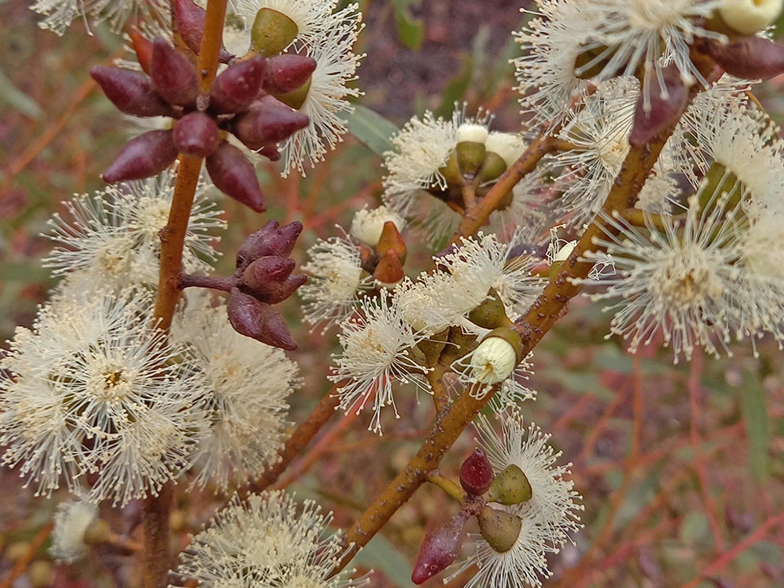 Eucalyptus eremicola ssp eremicola