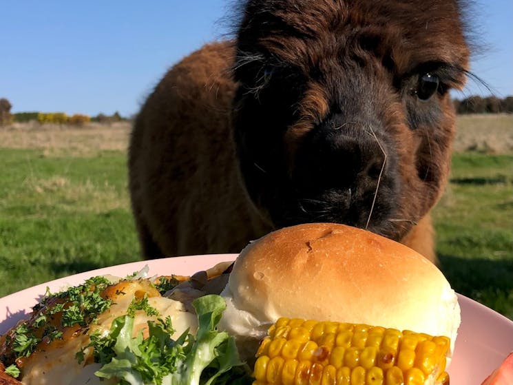 Lunch with llama