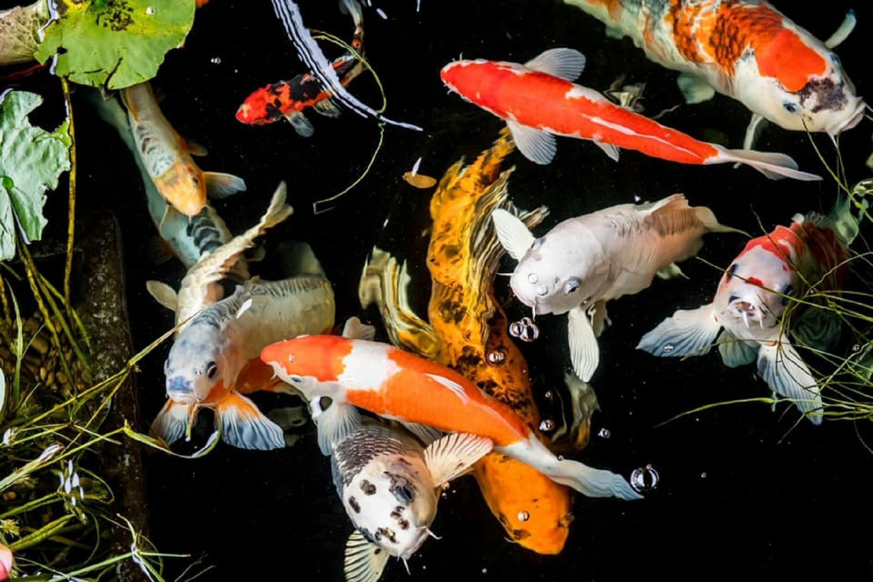 The Swan Valley Retreat