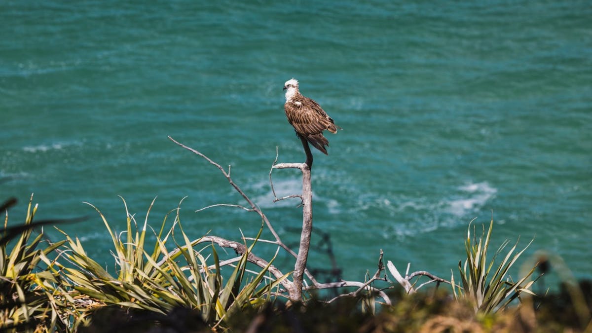 Sea eagle perched on branch with water views, wildlife on North Stradbroke Island