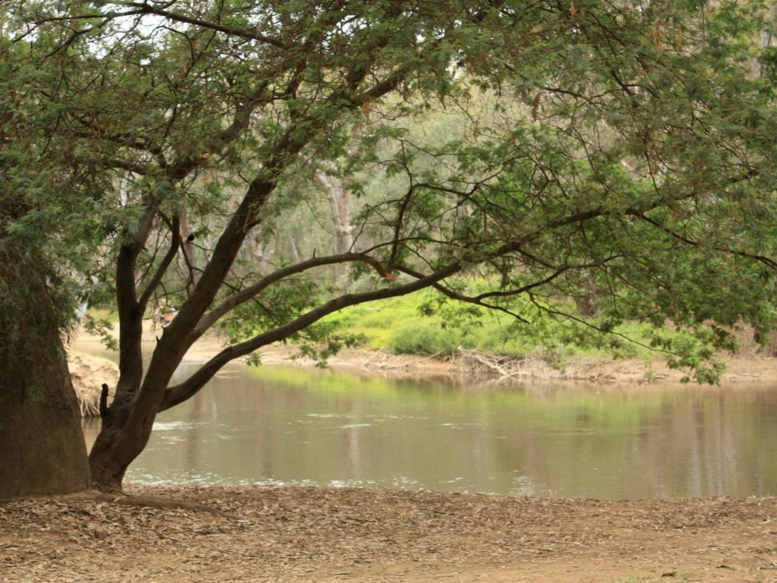 Big tree overlooking river, and more trees in background.